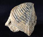 Trigonia interlaevigata (QUENSTEDT 1858) - Bild © FossNet FossilienStore